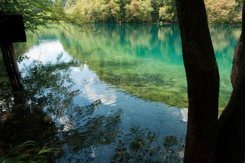 Similar – Gänseherde Umwelt Natur