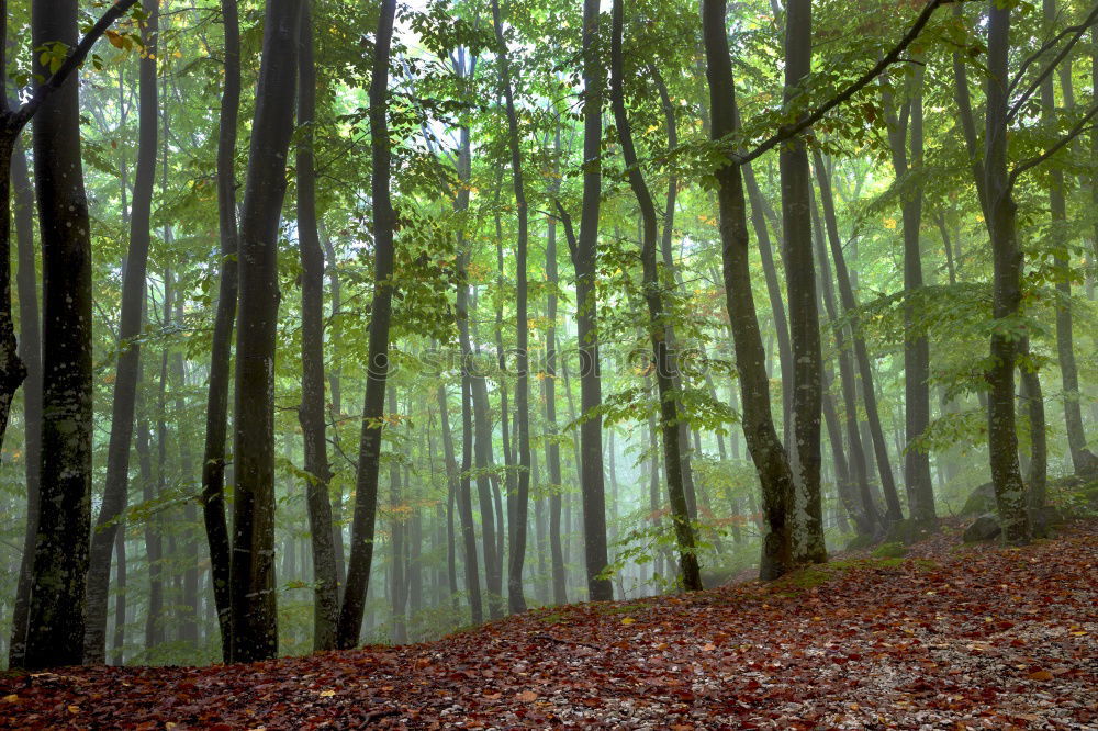 Similar – Herbstwald Umwelt Natur