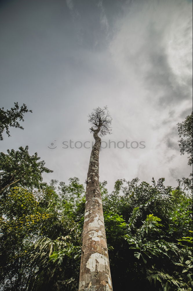 Similar – Image, Stock Photo wall crown Plant Tree Town