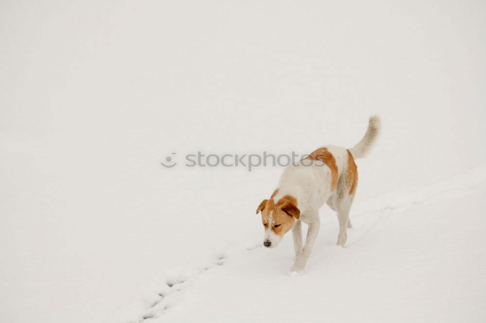 Similar – Foto Bild weiss auf weiss. Glück