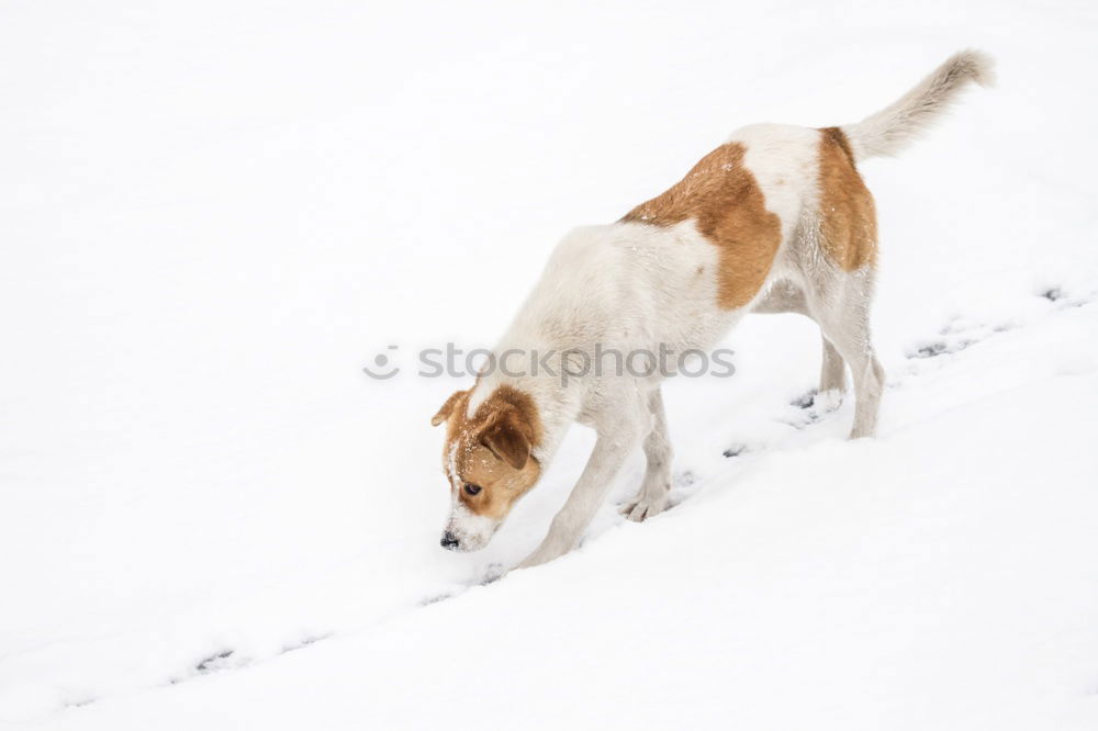 Similar – my happy dog :-)) Joy