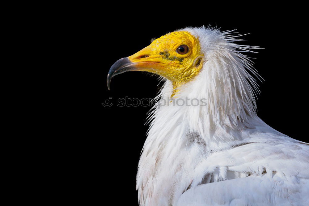 Buzzard Nature Animal