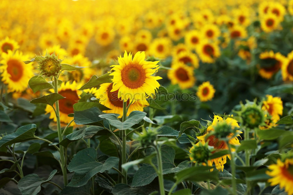 Similar – Image, Stock Photo Sunflowers. Esthetic