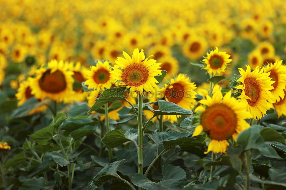 Similar – Image, Stock Photo Sunflowers. Esthetic