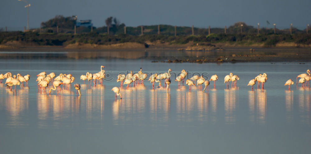 Similar – flamingos Lake Lake Nakuru