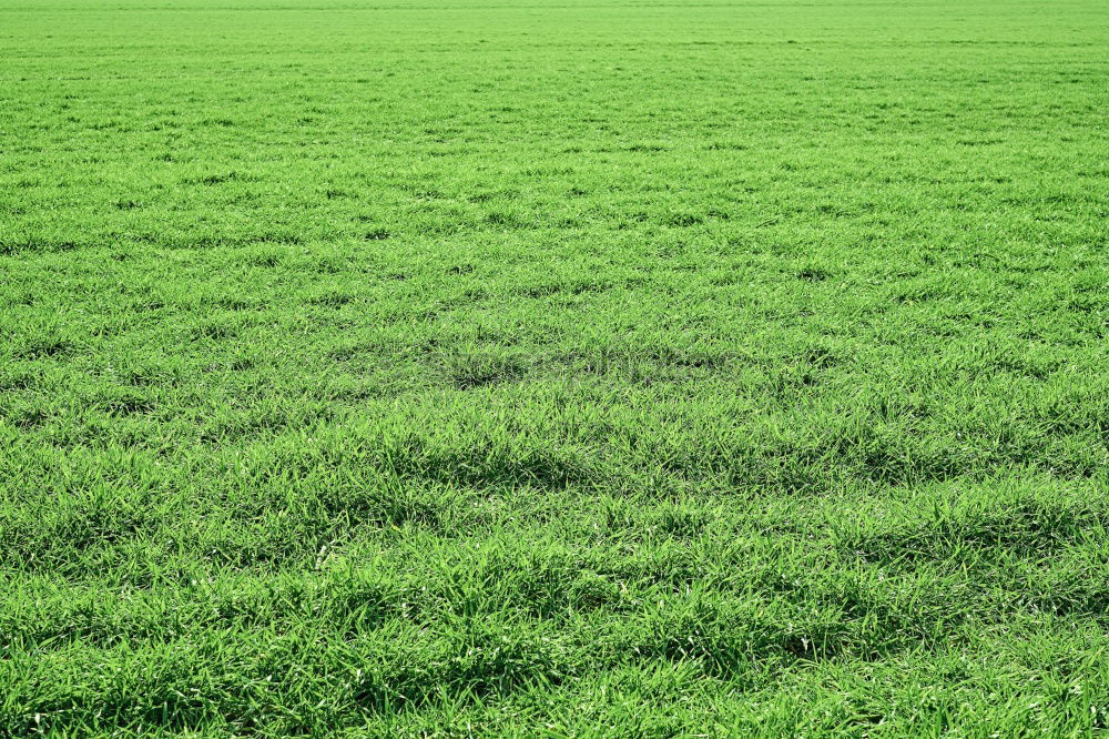 Similar – Grüner wirds nicht. grün