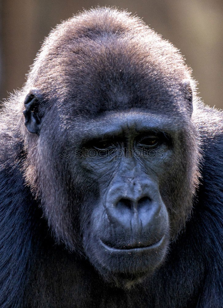 Similar – Image, Stock Photo gorilla Animal Wild animal