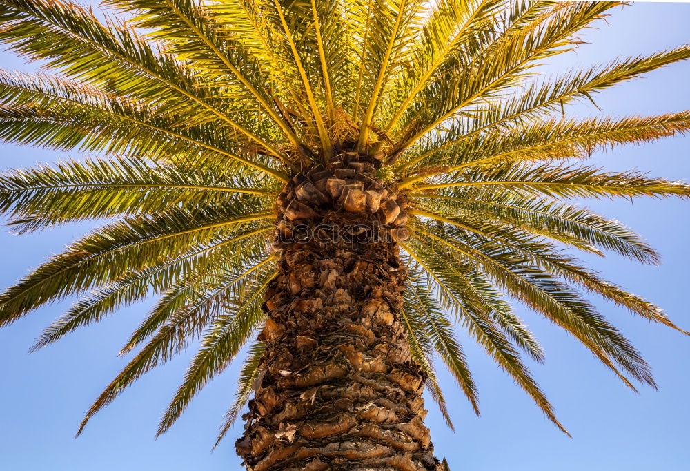 Under palm trees Palm tree