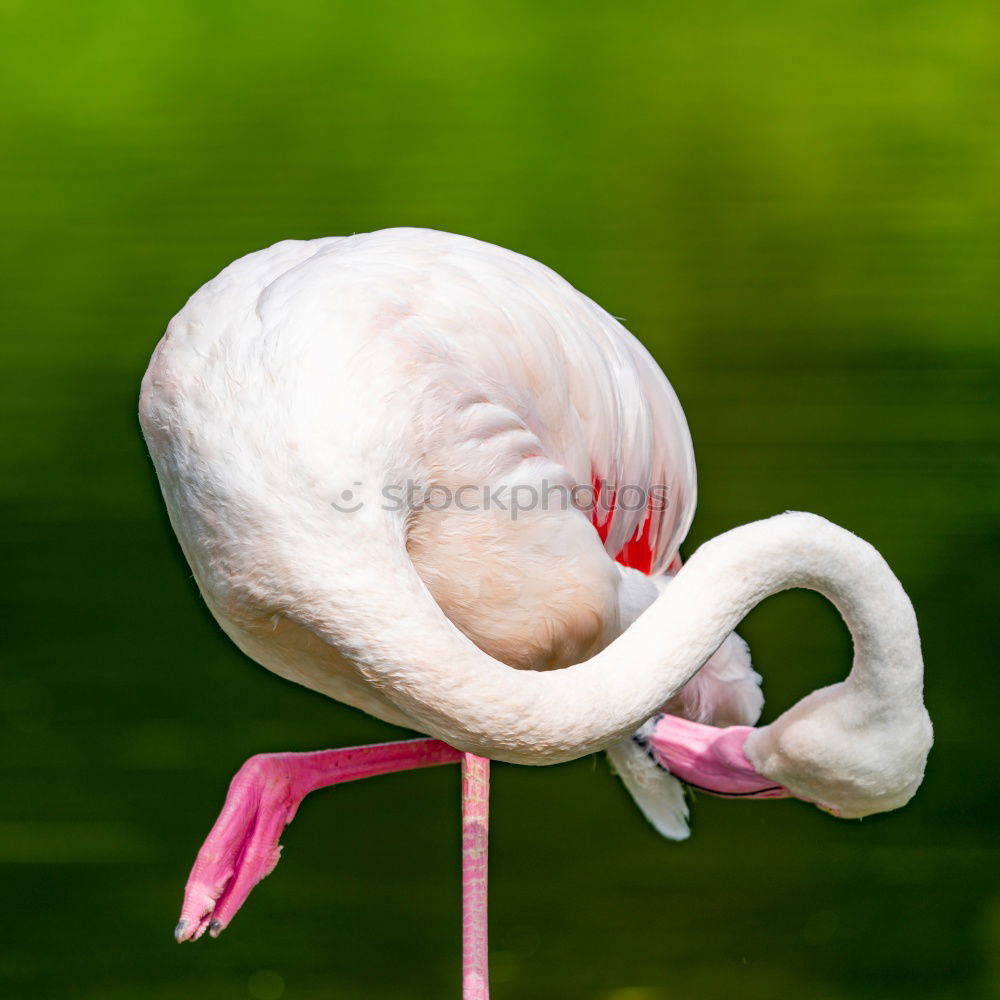 Similar – Image, Stock Photo Flip flop
