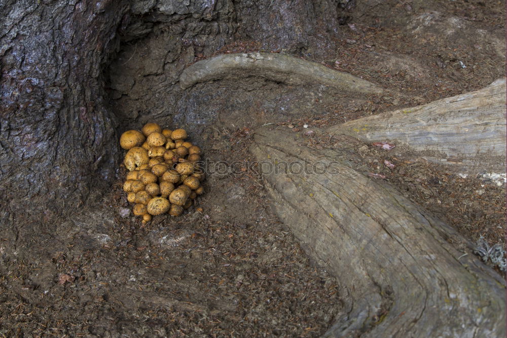 Similar – Planting potatoes in small bio garden