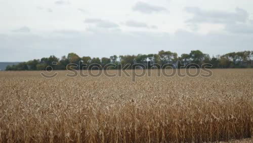 Similar – Anschnitt Weizen Sommer