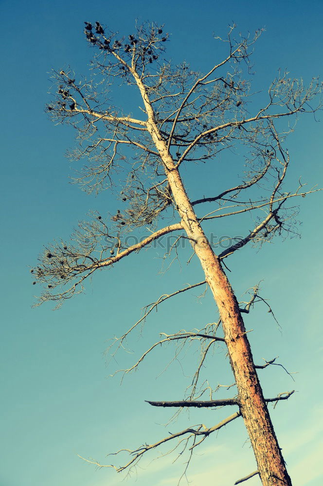 Similar – Leafless Branchage Tree