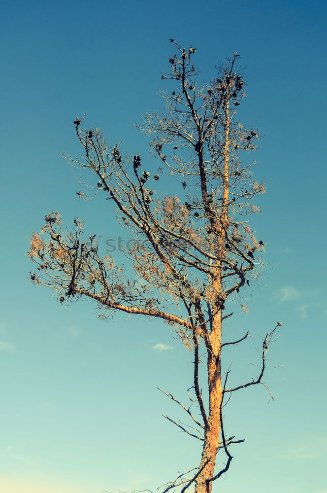 Similar – trunk Tree Plant Clouds