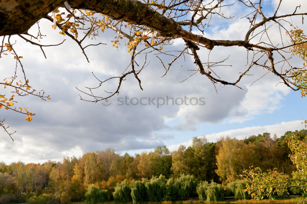 Similar – Image, Stock Photo Anticipation … or tree in Wingert in autumn