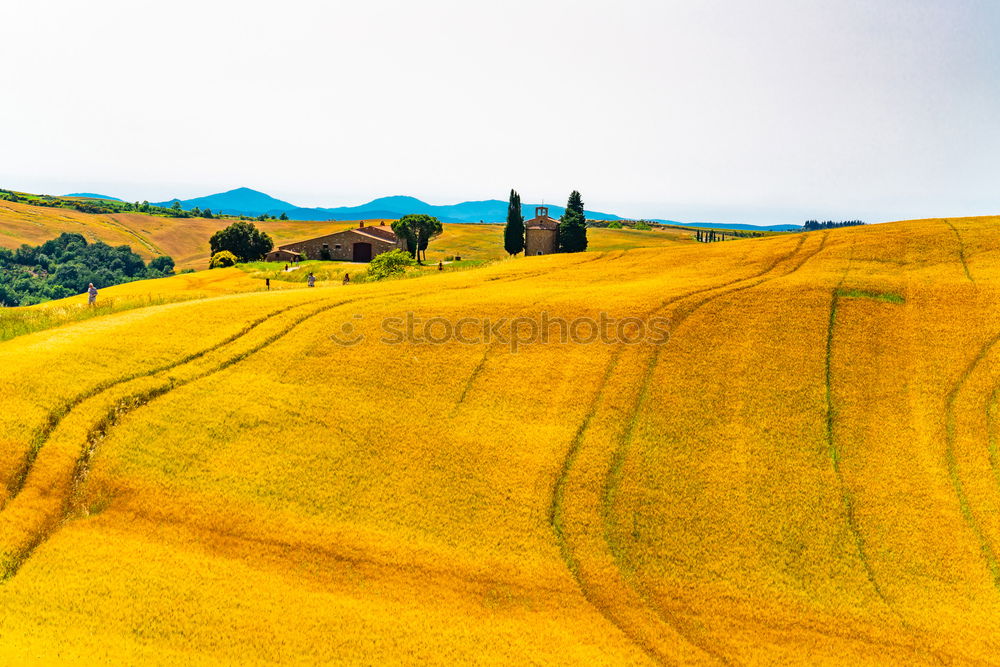 Similar – Cypress trees road