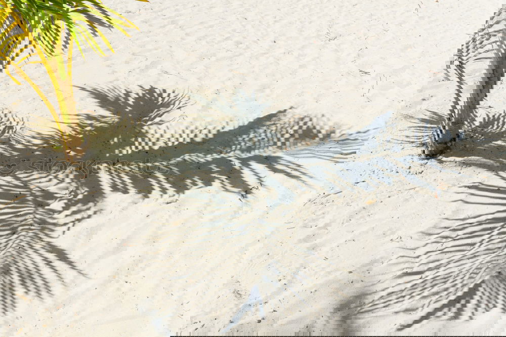 Image, Stock Photo Palm leaves in front of bright wall