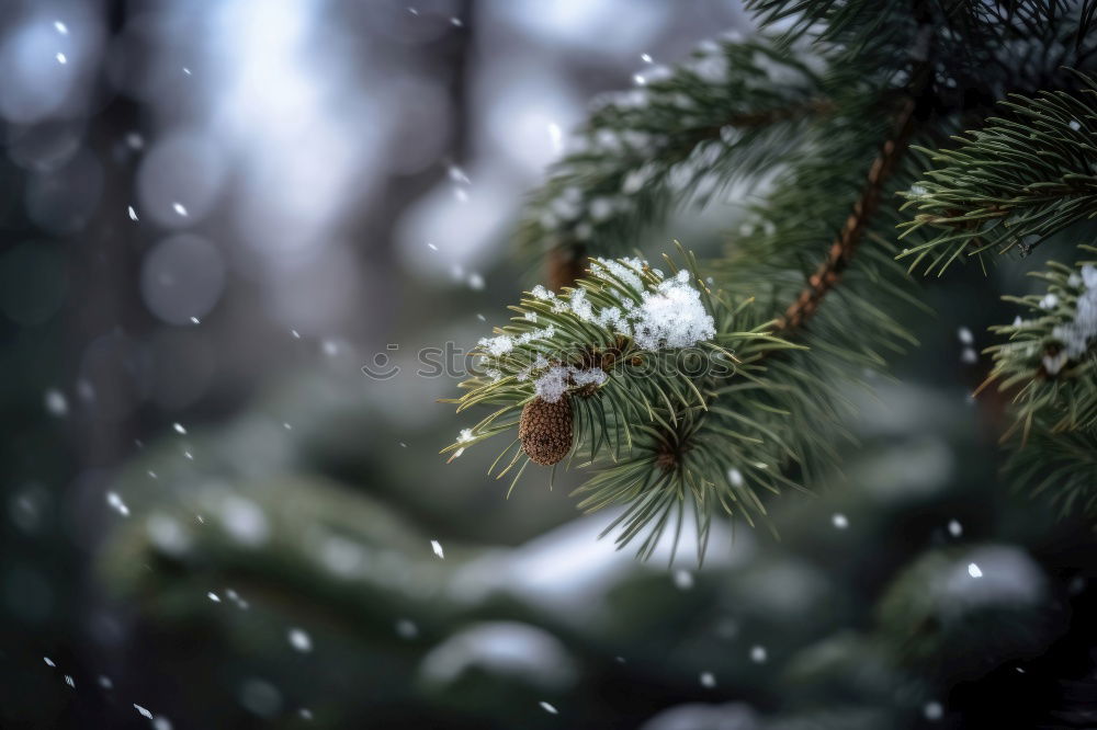 Similar – Image, Stock Photo first snow Decoration Ice