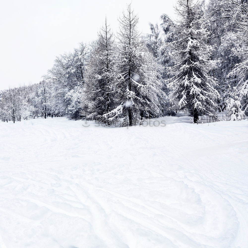 Similar – Image, Stock Photo winter walk Winter Snow