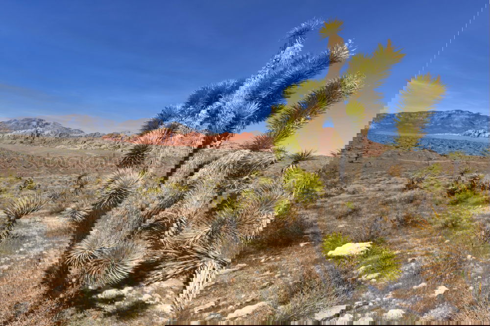 Similar – Image, Stock Photo Joshua Tree Well-being