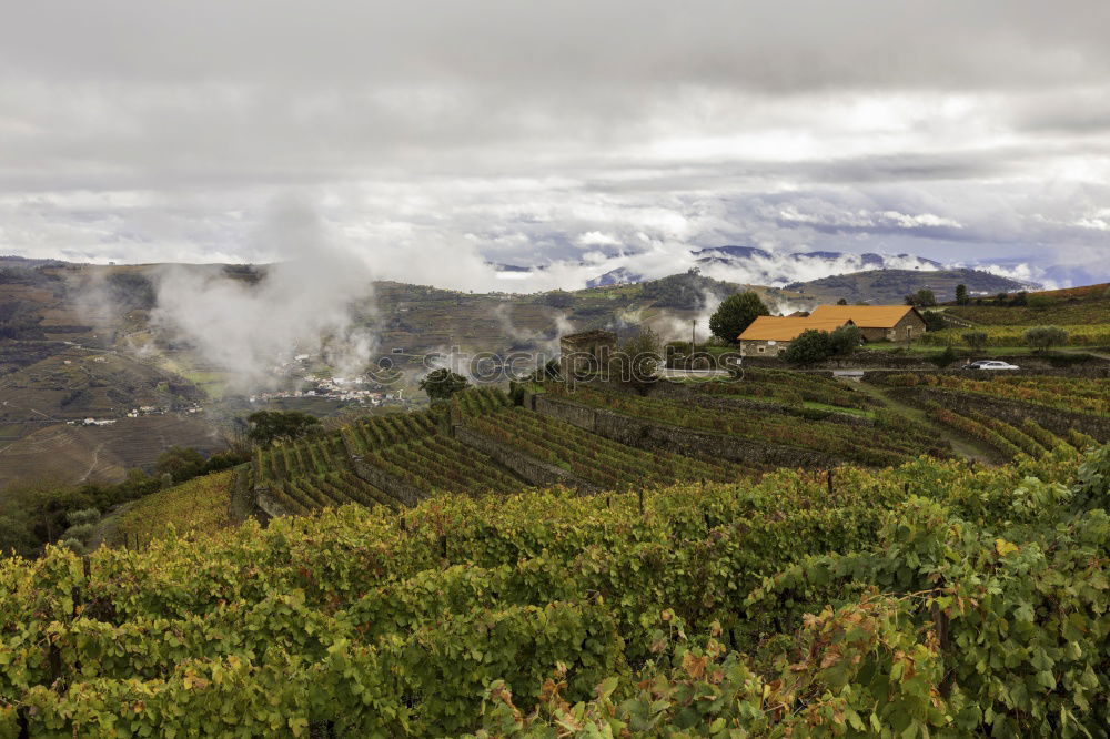 Similar – Image, Stock Photo Alpine Vineyards Spring