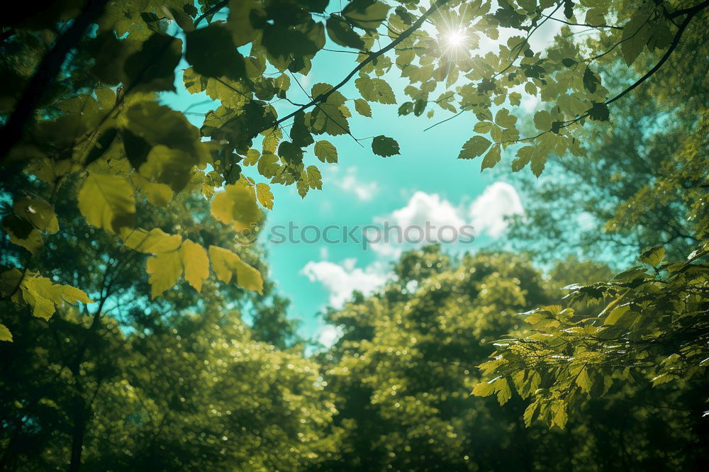 Similar – Image, Stock Photo leaf canopy Lifestyle