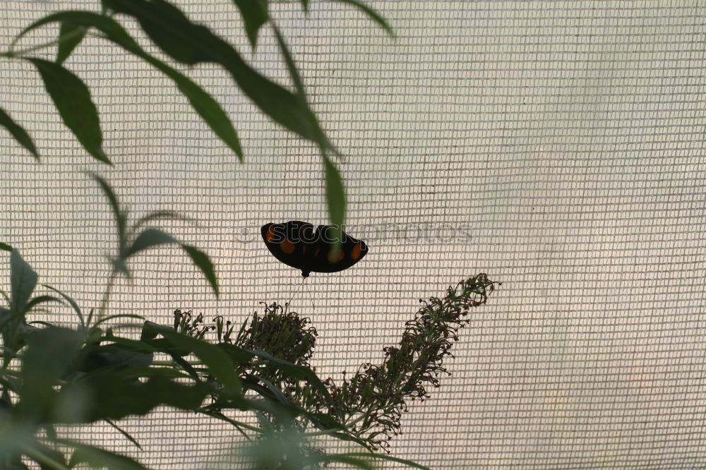 Similar – Hummelflug Insekt Blüte