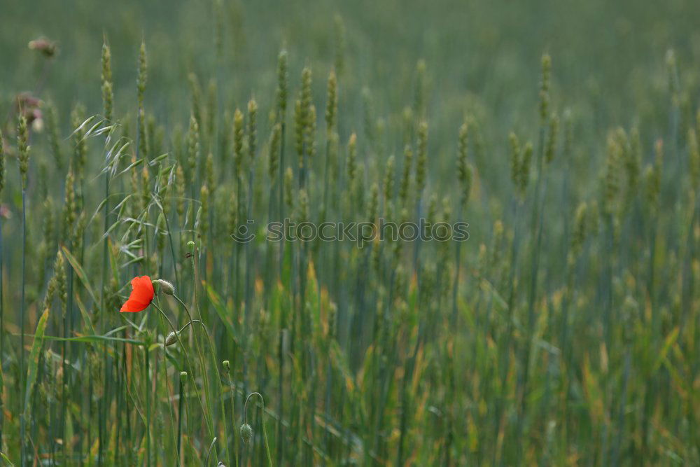 Mohnblume im Kornfeld Feld