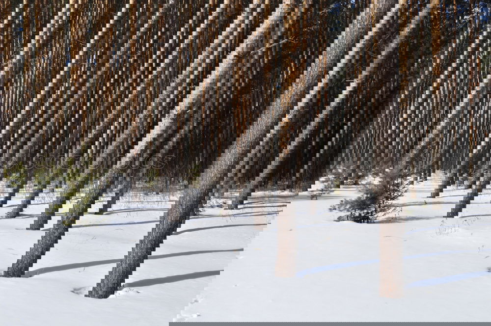 Similar – Foto Bild Winter kompakt Umwelt