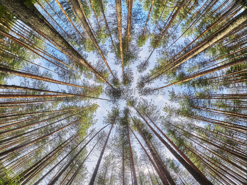 Similar – Looking up. Tree tops in the Redwood National and State Park, California