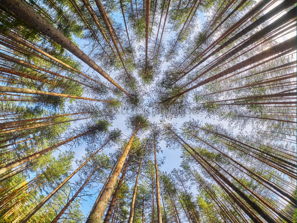 Similar – Looking up. Tree tops in the Redwood National and State Park, California