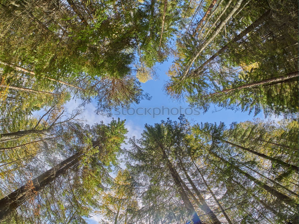 Similar – Image, Stock Photo Fir Trees Forest