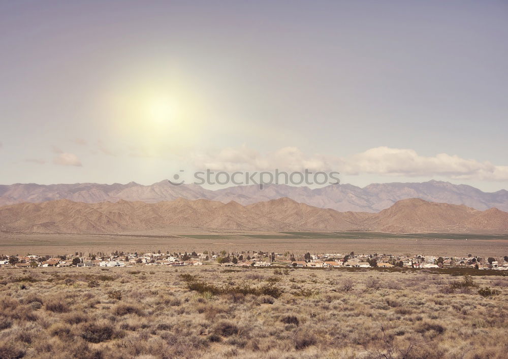 Similar – Image, Stock Photo Sheep walking on the road