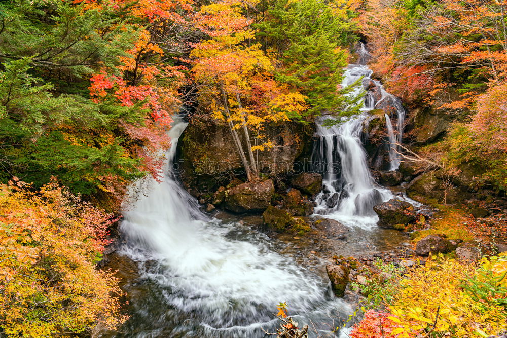 Similar – Image, Stock Photo autumn foliage Environment