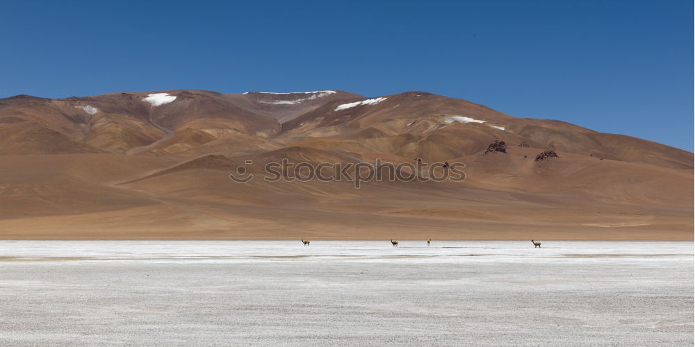 Similar – Cameraman in Desert