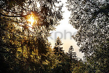 Similar – Image, Stock Photo High Asian pagoda in woods