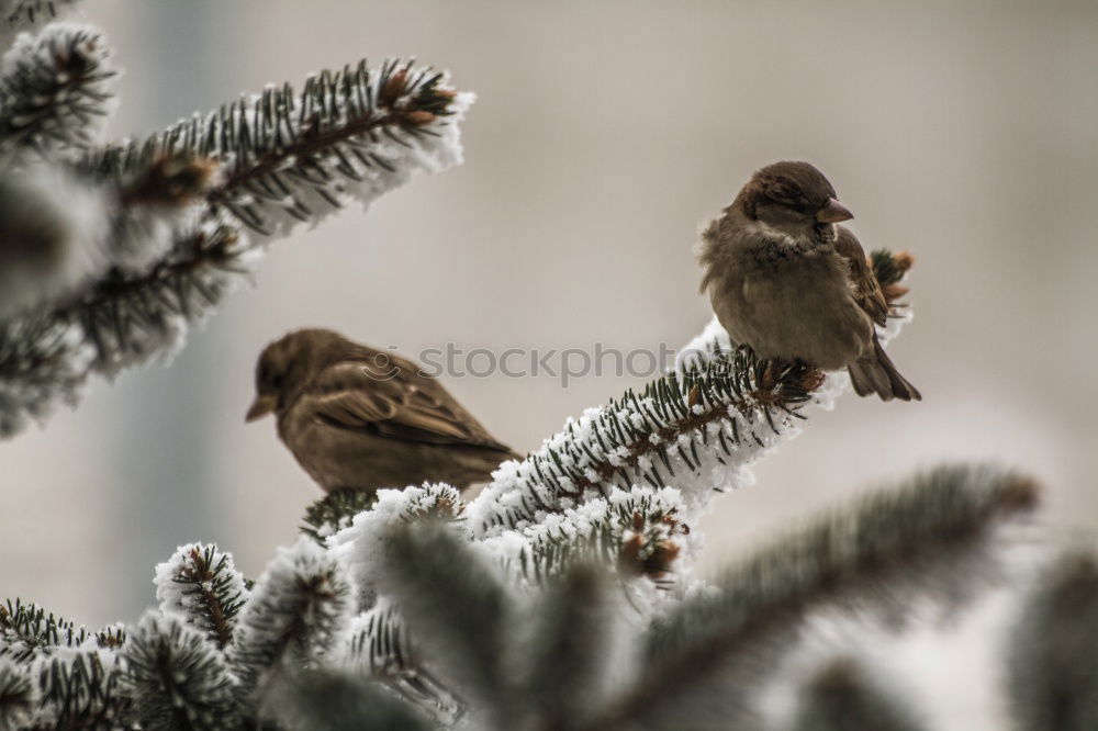 Similar – Image, Stock Photo a bird comes flying! Bird