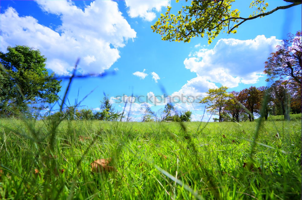 Similar – Image, Stock Photo Flowering forsythia in the garden or park