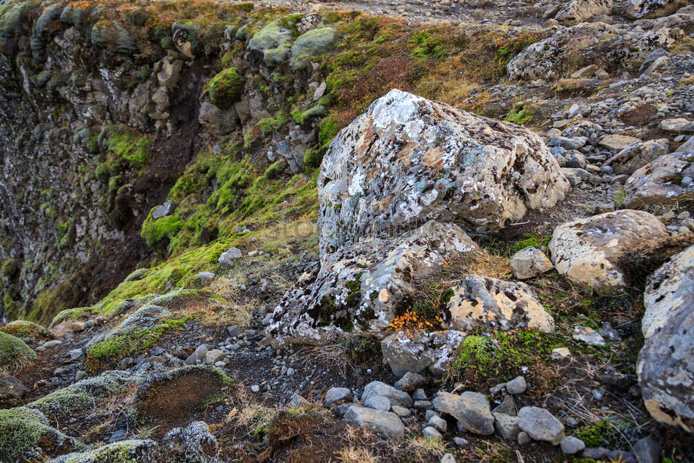 Similar – Musk ox