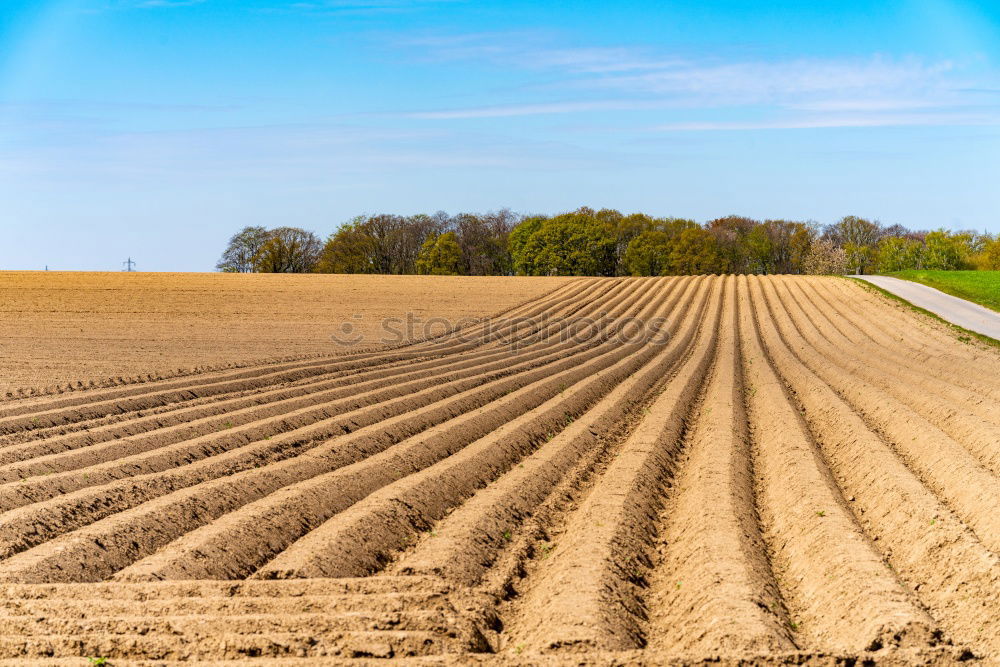 Similar – Image, Stock Photo harvest time Harmonious