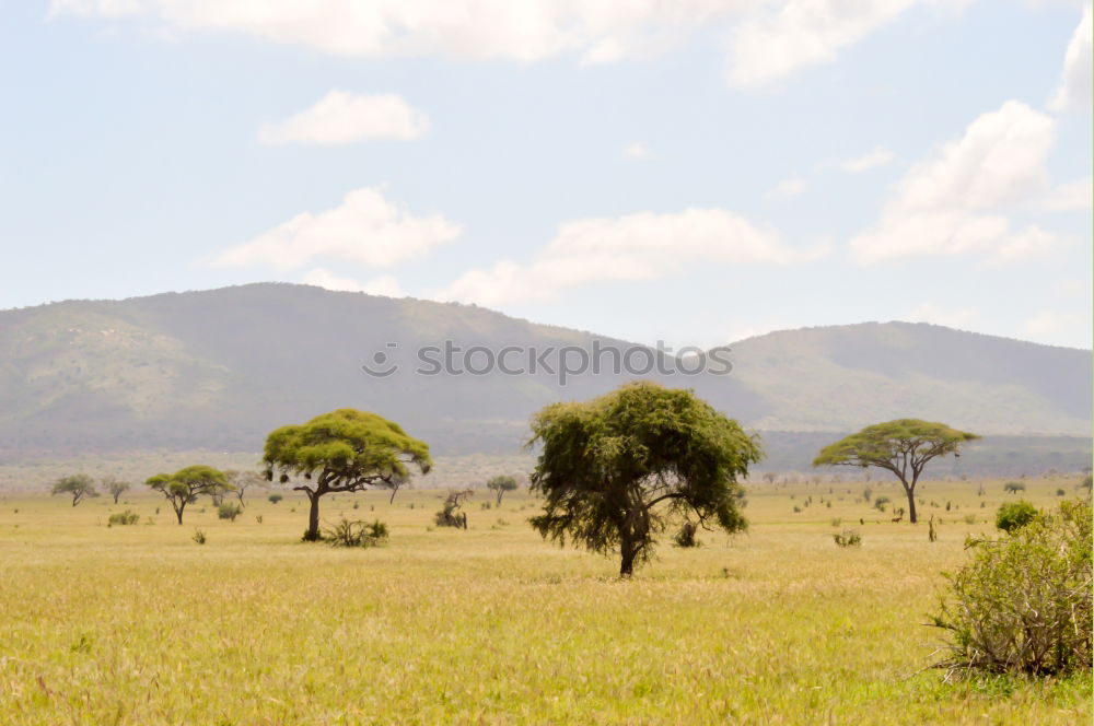 Similar – Image, Stock Photo Cow in Cuba Nature Poverty