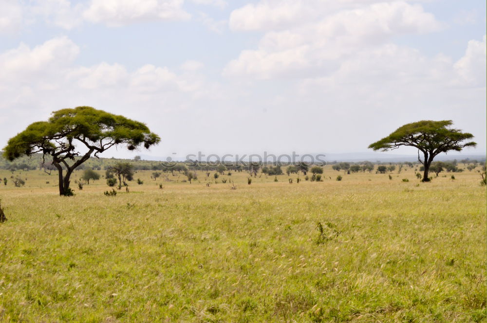 Similar – Image, Stock Photo safari park Nature