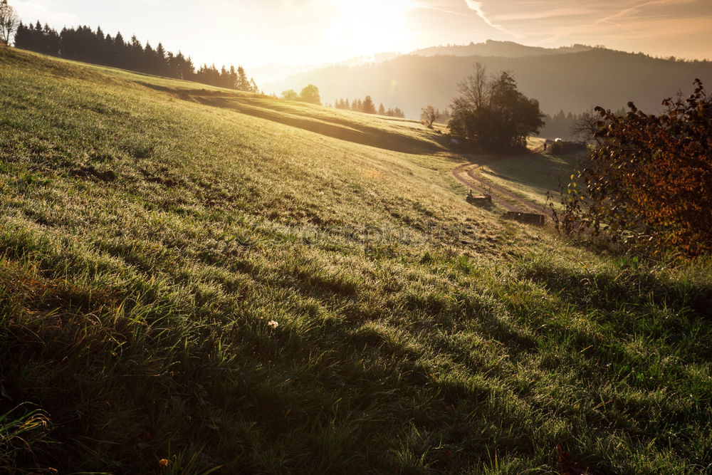 Similar – Image, Stock Photo Cow ensemble in late summer light