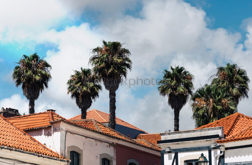 Image, Stock Photo Venice Town venice beach