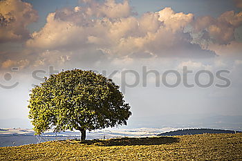 Similar – Foto Bild Blossom tree on a hill in Switzerland