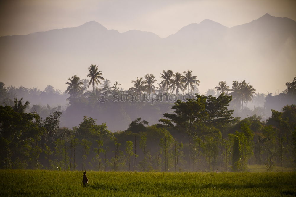 Similar – Image, Stock Photo Tea plantations of Kandy