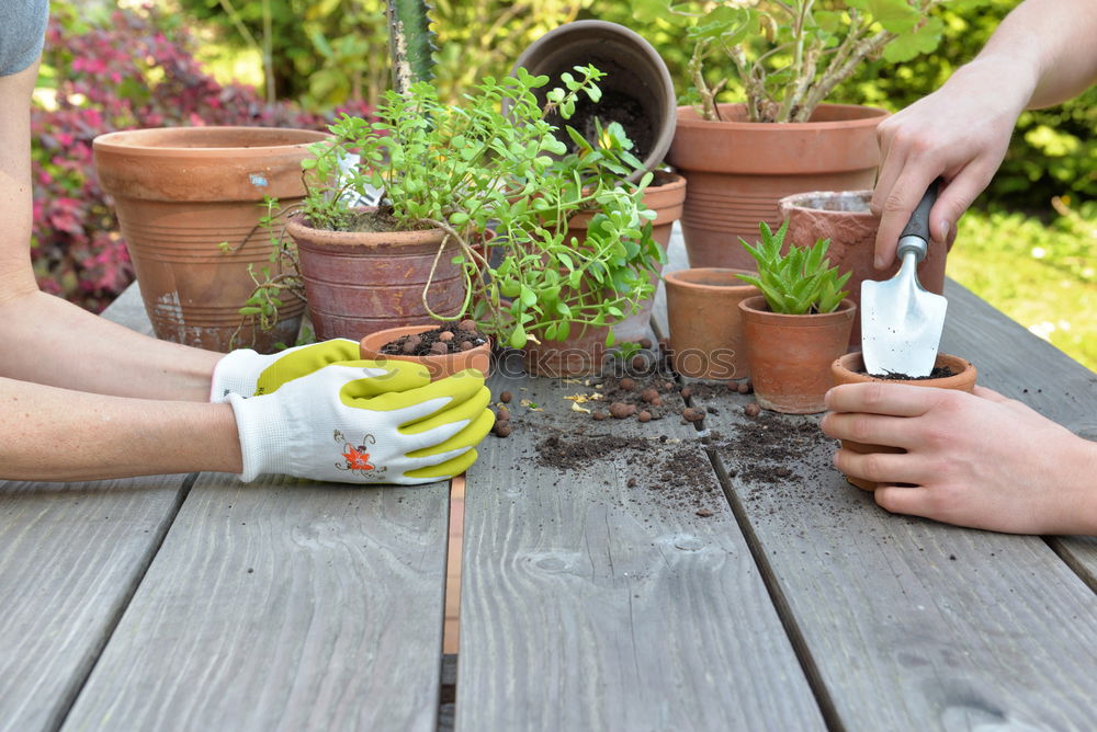 Similar – Image, Stock Photo Stock photo of transplanting plant