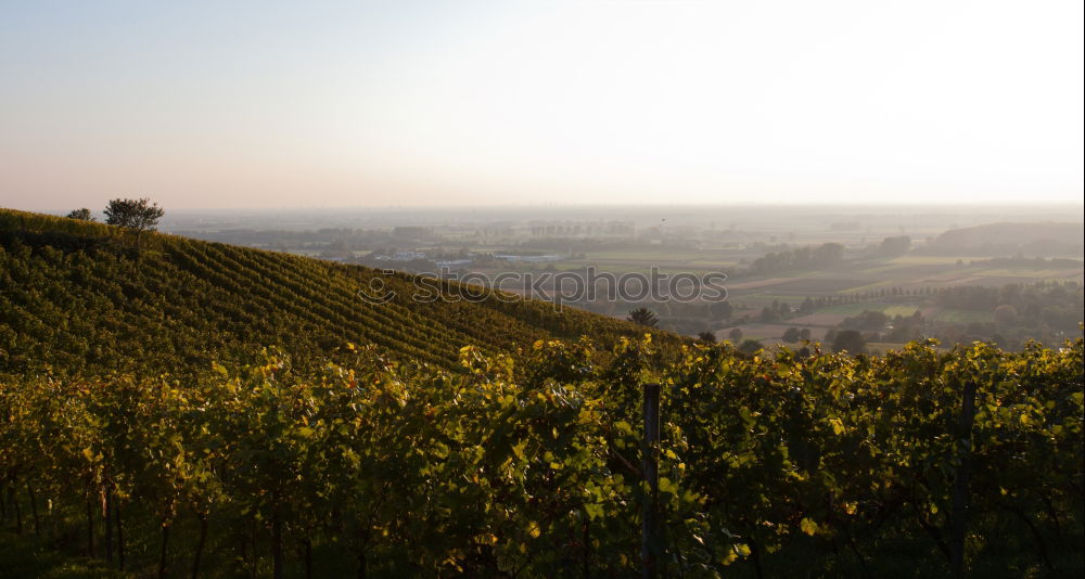 Similar – Foto Bild SüdHang Umwelt Landschaft