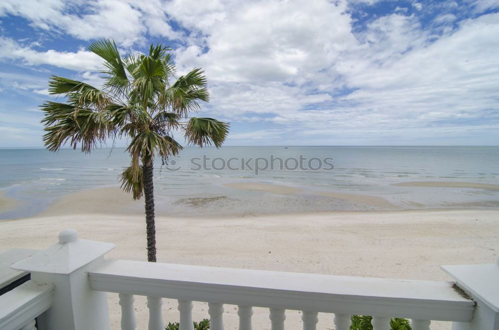 Similar – Image, Stock Photo Under palm trees 2