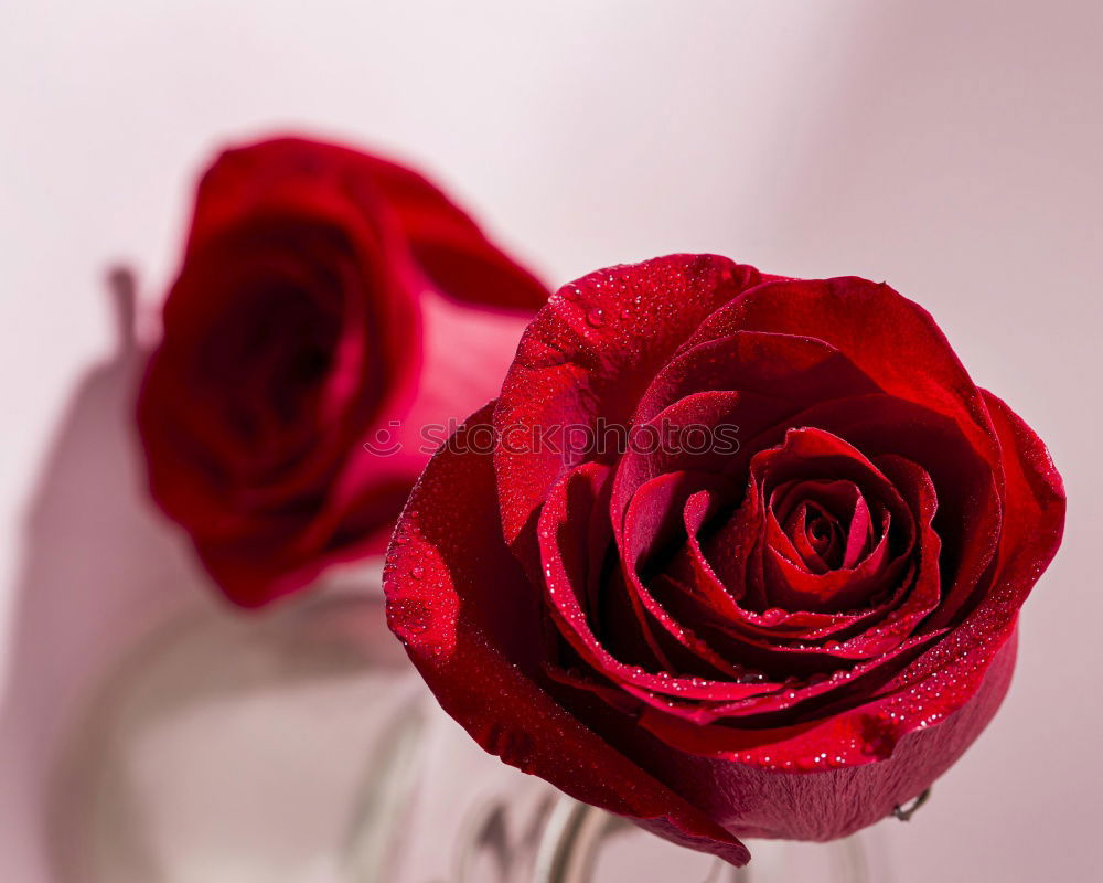 Similar – Red roses