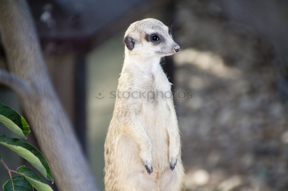 Similar – raised hide Meerkat Animal